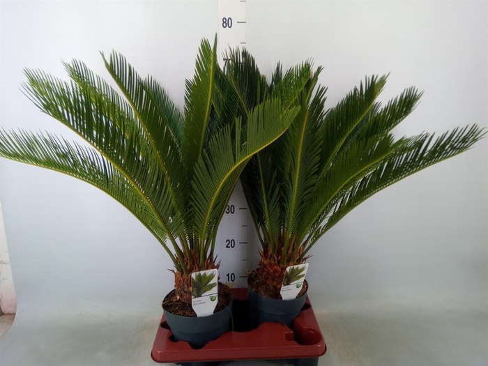 <h4>Cycas revoluta</h4>