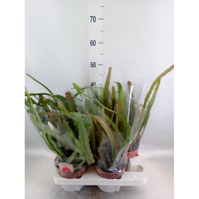 <h4>Epiphyllum   ...</h4>