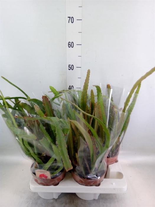 <h4>Epiphyllum ...</h4>