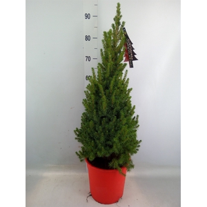 Picea glauca 'Perfecta'