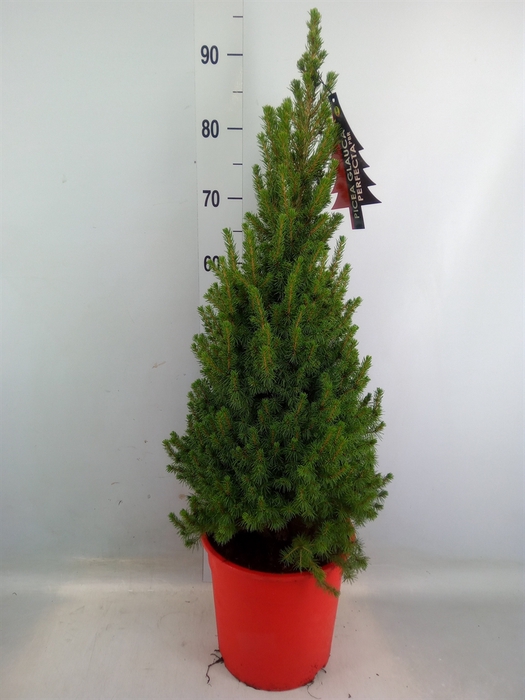 <h4>Picea glauca 'Perfecta'</h4>