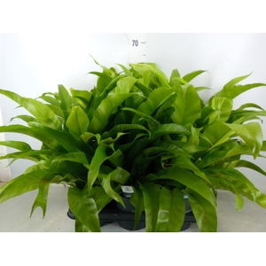 Asplenium antiquum