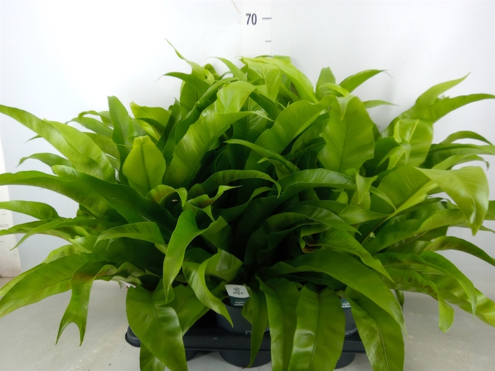 <h4>Asplenium antiquum</h4>