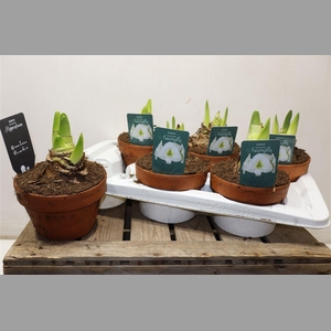 Hipp Denver White In Terra Cotta