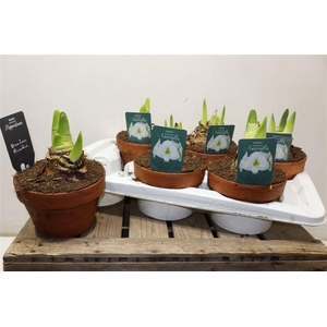 arr8 Hipp Denver White In Terra Cotta