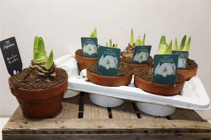 <h4>arr8 Hipp Denver White In Terra Cotta</h4>