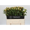 Paeonia Duchesse De Nemours