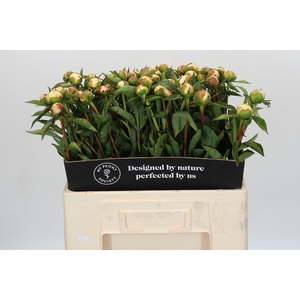 Paeonia Duchesse De Nemours