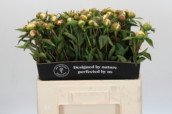 <h4>Paeonia Duchesse De Nemours</h4>