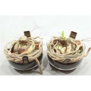 2907 XL AMAR BOSE+LED