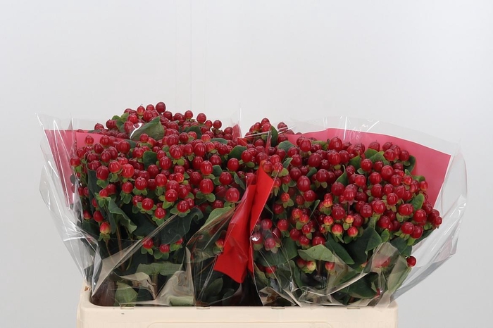 <h4>Hyp A Red Ligh Romance</h4>