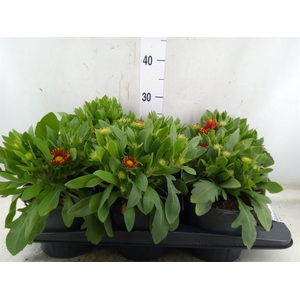 Gaillardia   ...