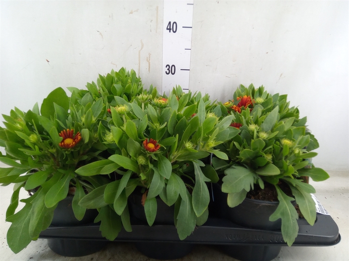 <h4>Gaillardia   ...</h4>