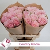 Rosa Country Peonia