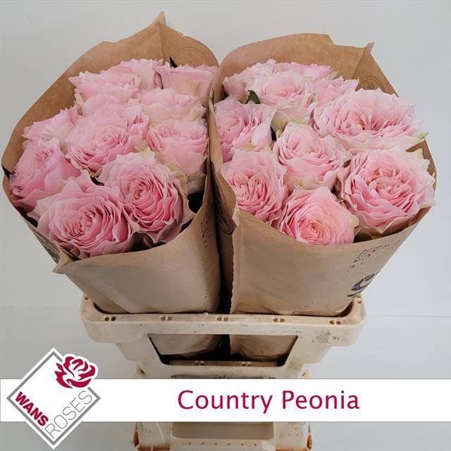 Rosa Country Peonia