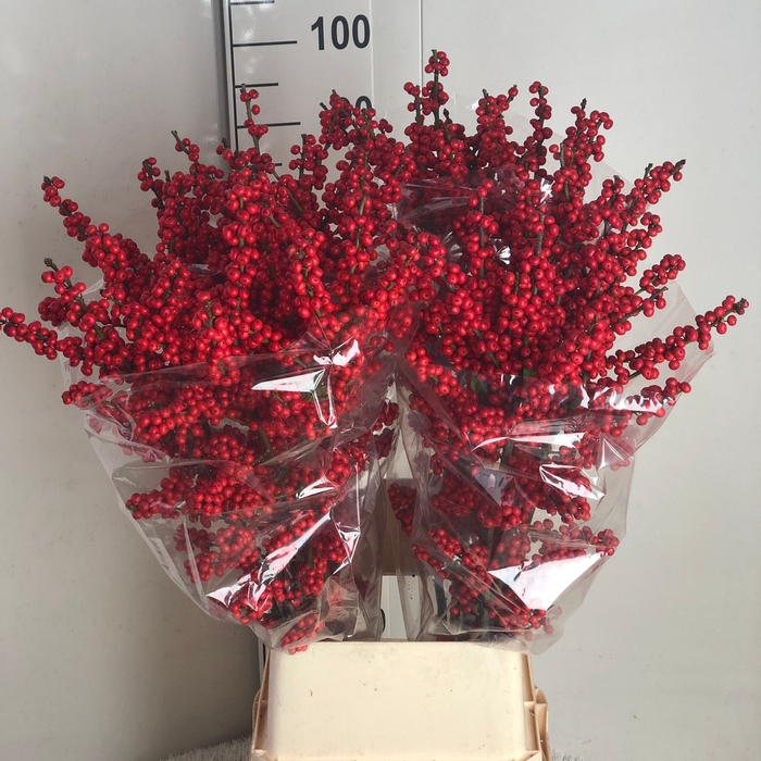 <h4>Ilex verticillata red</h4>