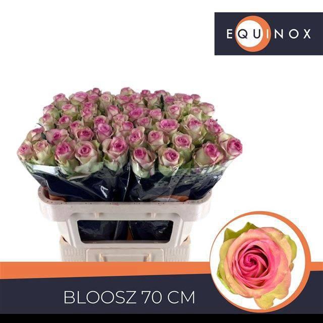 <h4>R GR BLOOSZ</h4>