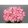 Ranunculus Clooney Fragolino Extra