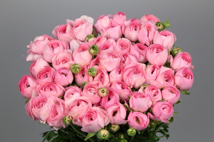 Ranunculus Clooney Fragolino Extra