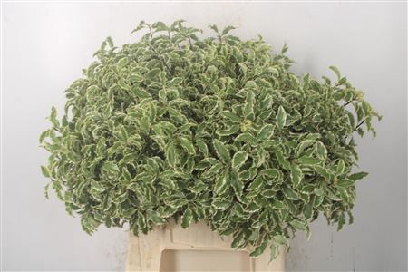 <h4>Pitto Nigra Per Bunch</h4>