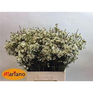 Chame Me Sirius White 70cm