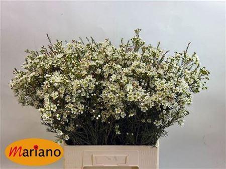 <h4>Chame Me Sirius White 70cm</h4>