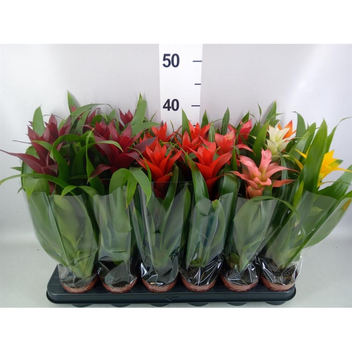<h4>Guzmania ...mix</h4>