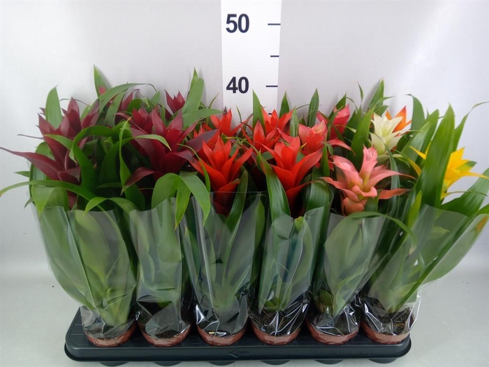 Guzmania   ...mix