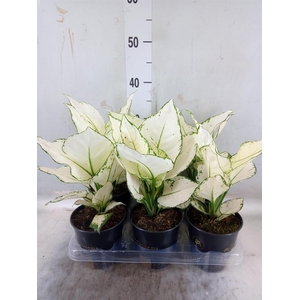 Aglaonema  'White Joy'