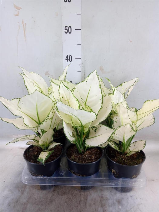 <h4>Aglaonema 'White Joy'</h4>