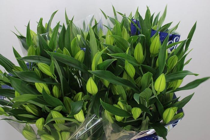 <h4>Li Or Santander</h4>