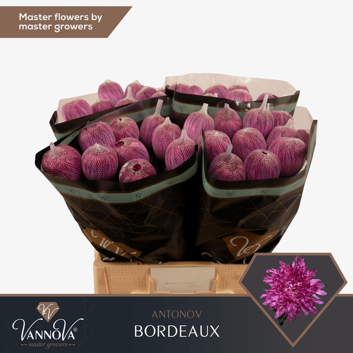 <h4>Chr G Antonov Bordeaux</h4>