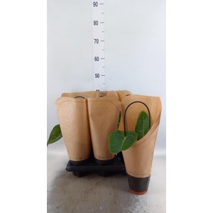 Anthurium   ...
