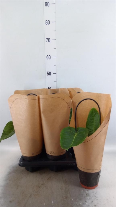 <h4>Anthurium   ...</h4>