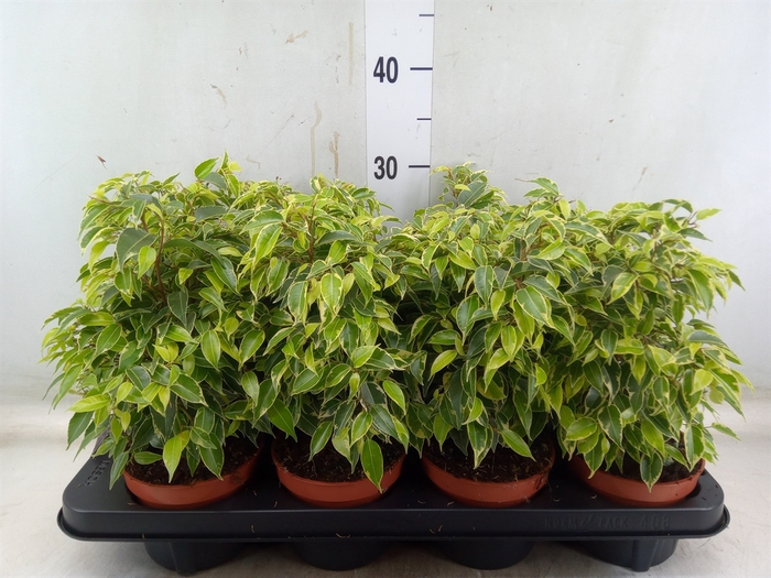<h4>Ficus benja. 'Kinky'</h4>