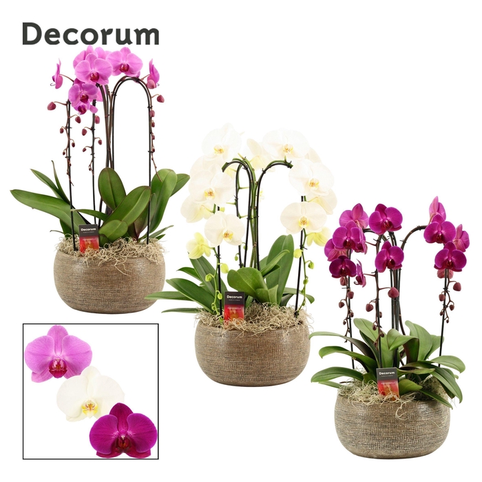 <h4>Bianca cascade 3 tak symphony mix (Deco-collection)</h4>