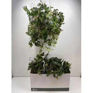 CISSUS RH ELLEN DAN