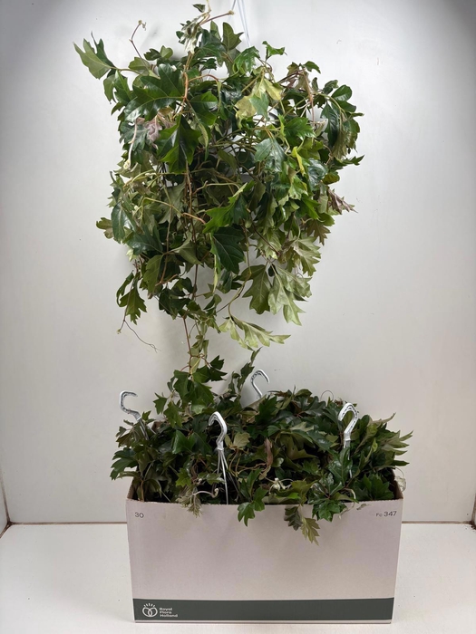 <h4>CISSUS RH ELLEN DAN</h4>