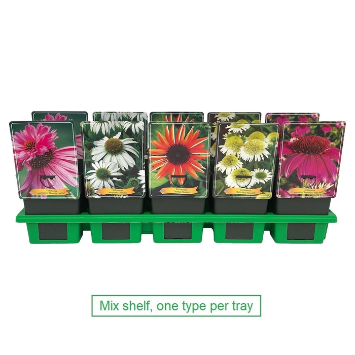 <h4>Echinacea purpurea</h4>