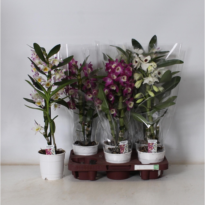 <h4>DENDR N GEM</h4>