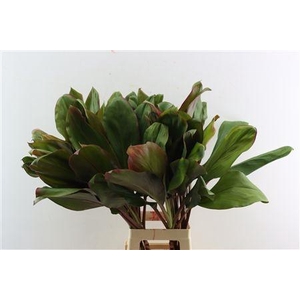 CORDYLINE PURPLE COM