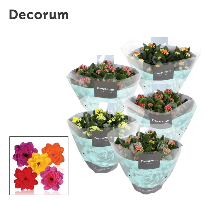 Kalanchoe Decorum - Mix