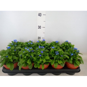 Myosotis sylv. 'Laura deep Blue'