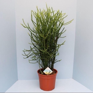 Bio Euphorbia tirucalli 35-TIRU19