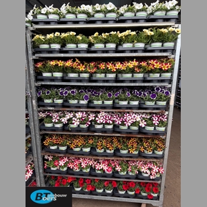 Pet Mixk 1 Kleur Per Tray