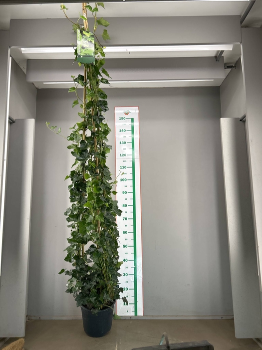 HEDE HIBERNICA 3 STOK P24