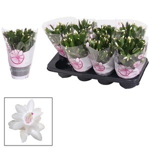 Schlumbergera - 13 cm - White (Malissa)