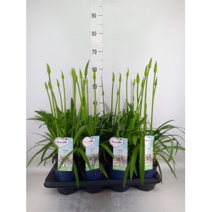 Agapanthus  'Amourette Superb Whit'