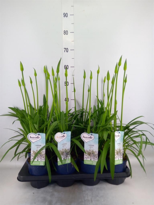 <h4>Agapanthus  'Amourette Superb Whit'</h4>