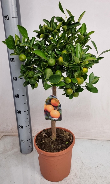 <h4>Citr Microcarpa</h4>